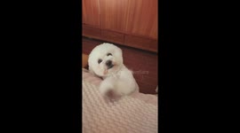 Playful bichon frise makes funny faces in Henan, China