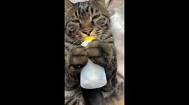 Sleepy cat dozes off while drinking milk in Jiangsu, China