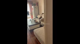 Dog playfully digs on sofa in Hebei, China