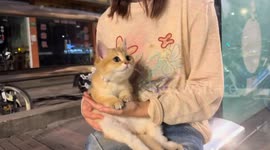 Adorable cat shakes head in Shanghai, China