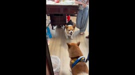Corgi refuses to calm down in Jiangsu, China