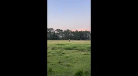 Horse runs off leaving rider to fall in Texas, USA