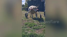 Rescue sheep learns to walk again – thanks to special wheelchair
