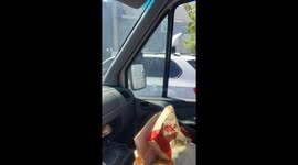 Piglet In The Driver's Seat