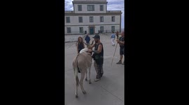 Pilgrim Walks Camino de Santiago With Little Dog And Obedient Donkey