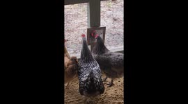Chicken Admires Herself In Mirror