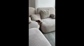 Yorkie Puppy Falls Asleep In Couch Trap