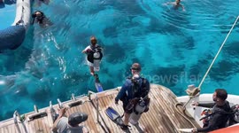 Stunning footage shows the underwater beauty of Egypt’s Ras Mohammed National Park