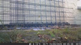 Rare Trail Camera Footage: Bird in Focus