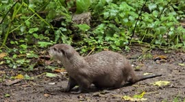 Dartmoor Zoo is home to Asian short-clawed otters. These small, dextrous otters are part of the zoo's breeding program, which helps to protect endangered species