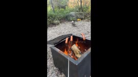 Little Dog Tries to Fend Off Deer