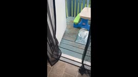 Cat Lounges On Gutter