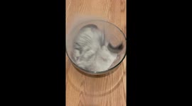 Chinchilla’s dust bath delight charms 9.9 millions on TikTok