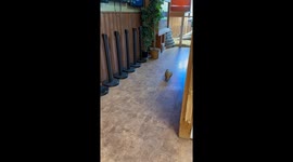 Twinkle Toes Always Find His Chair