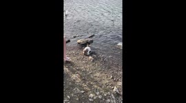 Have You Ever Seen Cats Fishing?