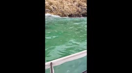 Playful Cape Fur Seals Join Our Whale Watching Adventure in the waters of South Africa