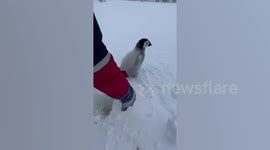 Stranded penguin chick safely returned to parent by polar explorer