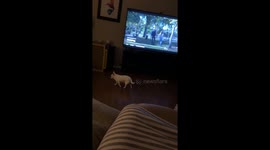 Independent chihuahua puts himself to bed, delights 2.1M viewers on Instagram