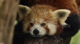 France: Spectecular Red Pandas delight visitors at Paris Zoo