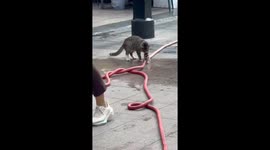 Curious cat repeatedly paws at water hose to stop leakage