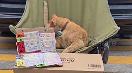 Pet cat helps owner sell lottery tickets in Thailand