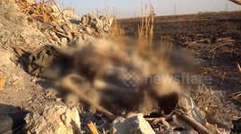 Mass grave of opposition fighters discovered in Syria's Damascus