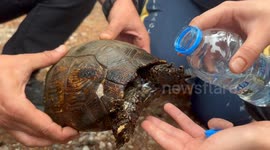 Türkiye: Turtle rescued from forest fire in Türkiye’s Mugla