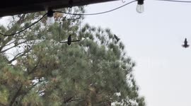 hummingbird uses swing while waiting to feed