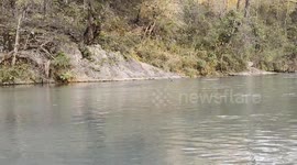 curious family of river otters in Arkansas