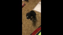 Dog makes funny barking sound while yawning in West Memphis, USA