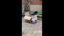Cat startled by parrot in Nieuwegein, Netherlands