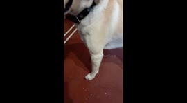 Dog playfully growls with cardboard tube toy in Córdoba, Argentina