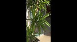 Daughters surprise parents during holiday in Majorca, Spain