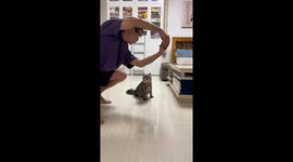 Cat cleverly follows commands in Hunan, China