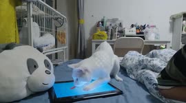 Cat backflips while playing with tablet in Tianjin, China