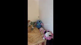 Bearded dragon lunges at and eats spider in Frankenblick, Germany