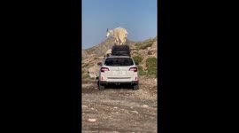 Mountain goats perform playful dance on car roof in Idaho Springs, USA