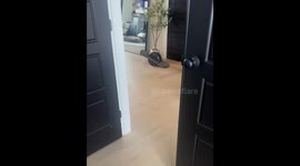 Sneaky dog caught carrying snack pack down the stairs in USA