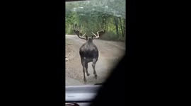 Moose chases bear along road in Kamchatka, Russia