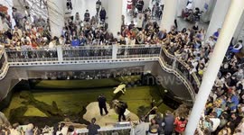 San Francisco's Beloved Albino Alligator Celebrates His 30th 2/3