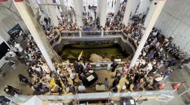San Francisco's Beloved Albino Alligator Celebrates His 30th 3/3