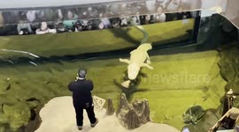 San Francisco's Beloved Albino Alligator Celebrates His 30th 1/3