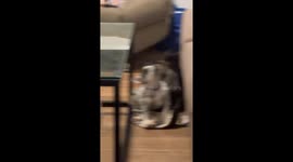 Pet Monkey Lovingly Grooms Puppy
