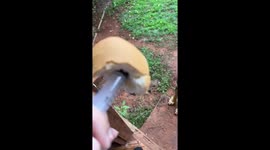 Dog Betrayed By Hidden Medicine In Bread