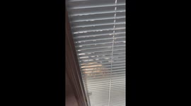 Tortoise On A Rampage