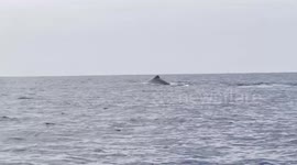 US: Two Giant Sperm Whales Visit Newport Beach