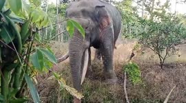 Vietnam: Gentle Giants Get Help: Vietnam Launches Bold Elephant Conservation