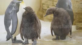 Austria: Royal Baby Penguins Hatch At Vienna Zoo