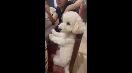 Dog Sits Like a Human While Being Scolded