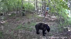 US: Black Bears Strike Cute Poses For Trail Cameras